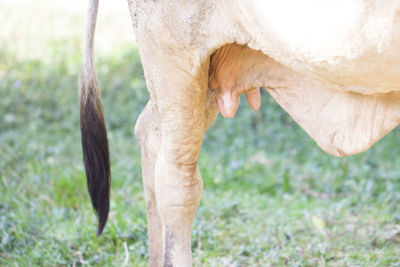 Close-up of cow udder