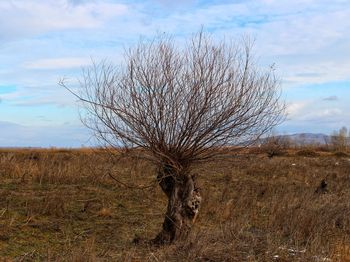 Bare tree on field against sky