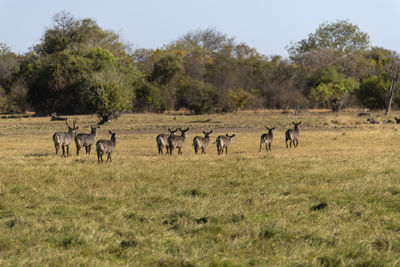 Waterbucks in a field