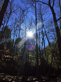 Low angle view of trees against sky