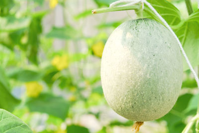 Close-up of cantaloupe growing on plant