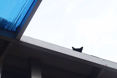 Low angle view of horse against sky