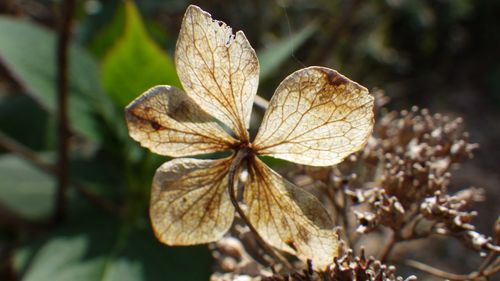 Close-up of wilted flower