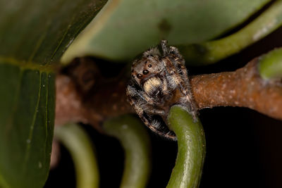 Close-up of insect on leaf