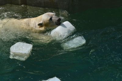 Dog in water