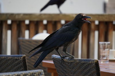 Close-up of bird perching on chair