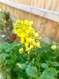 Close-up of yellow flowering plant