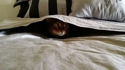 Cat hiding below blanket on bed