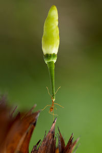 Close-up of flower bud