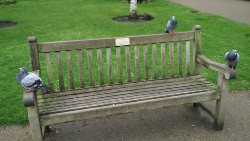 Full length of bird on bench in park