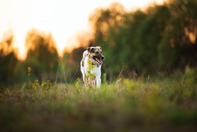 Dog running on field
