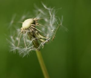 Close-up of wilted dandelion flower