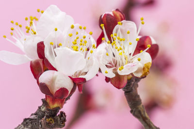 Close-up of pink flowers on tree