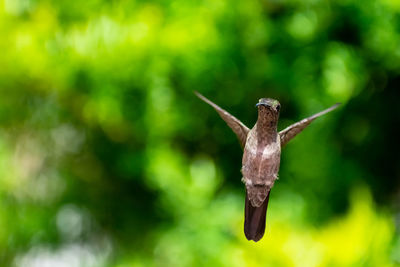 Close-up of insect flying against blurred background