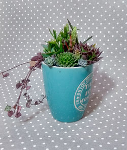 Succulent terrarium in blue ceramic cup 