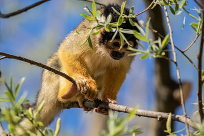 Low angle view of monkey on tree