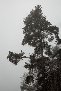 Low angle view of trees in forest against clear sky