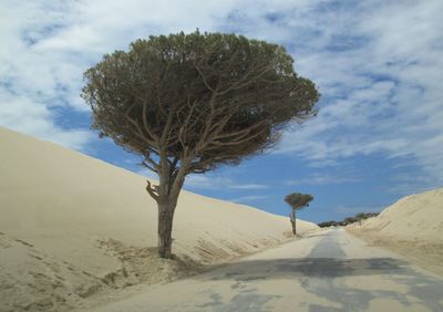 Trees on sand dune against sky