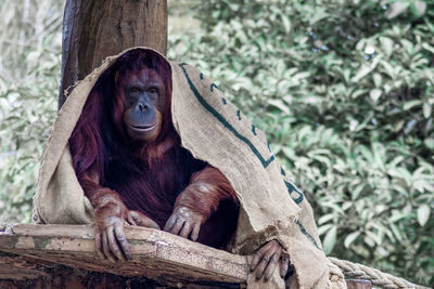 Close-up of tree sitting on wood at zoo