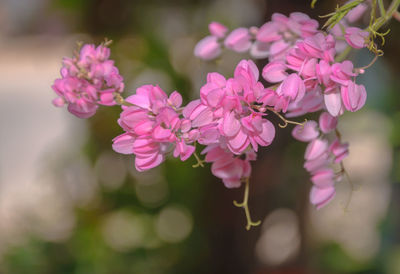 Close-up of pink flowering plant