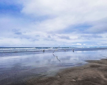 Birds flying over beach