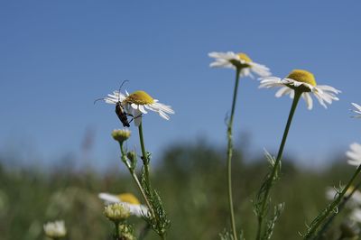 Close-up of insect on flowering plant on field against sky