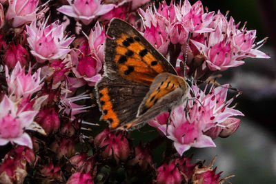 Close-up of butterfly pollinating on pink flower