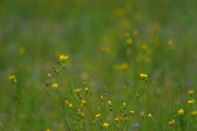 Close-up of yellow flowering plants on field