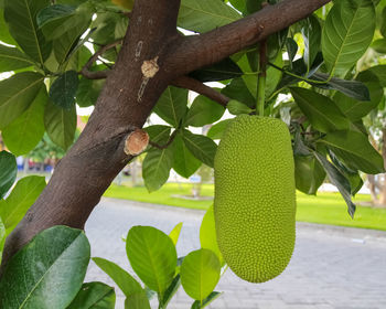 Close-up of fruits hanging on tree