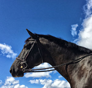 Low angle view of horse against blue sky