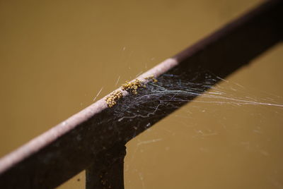 Close-up of insect