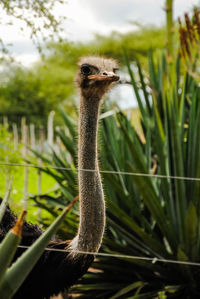 Close-up of ostrich at zoo