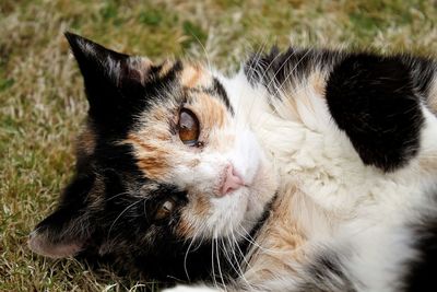 Close-up portrait of cat lying on field