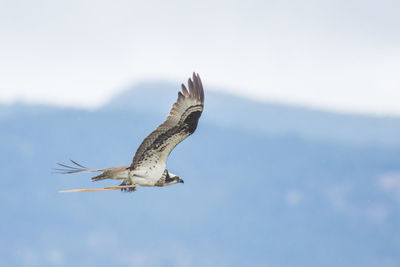 Bird flying over sea against sky