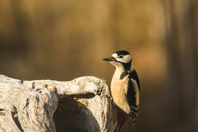 Close-up of bird perching on tree trunk