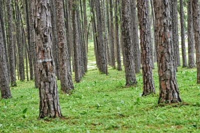 Pine trees in forest