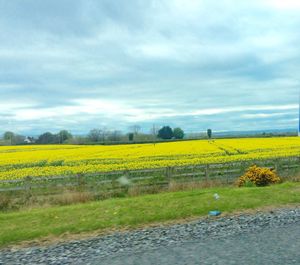 Scenic view of oilseed rape field against sky