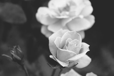 Close-up of fresh rose blooming in garden