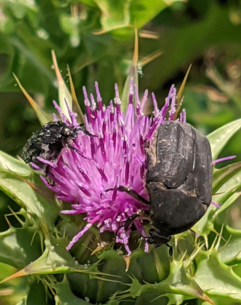 CLOSE-UP OF BUTTERFLY ON PURPLE FLOWER