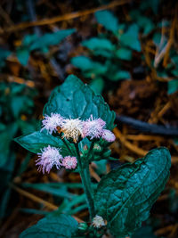 Close-up of purple flowering plant