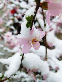 Close-up of cherry blossom during winter