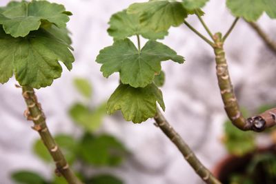 Close-up of fresh green leaves