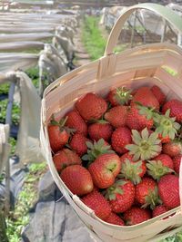 Close-up of strawberries in basket