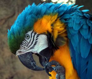 Close-up view of parrot