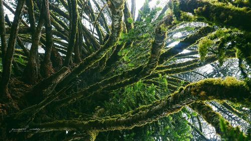 Low angle view of trees