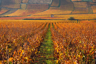 Scenic view of agricultural field