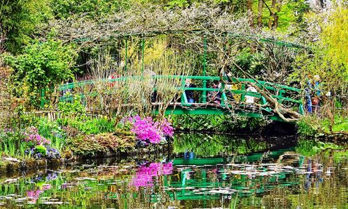 Reflection of plants in water