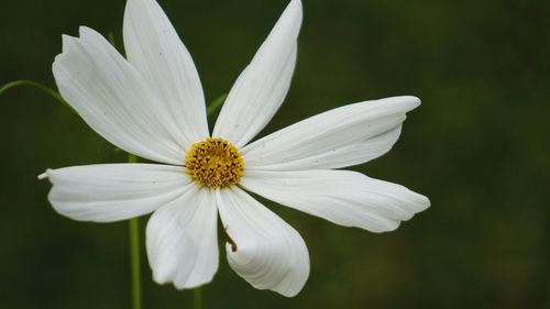 Close-up of white flower