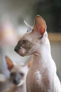 Close-up of a cornish rex kitten 