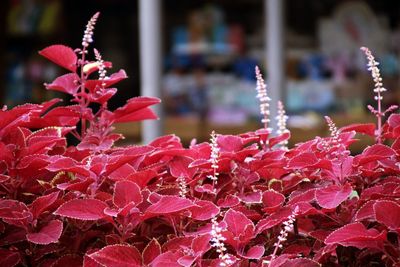 Close-up of pink flowering plants